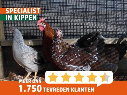 Leghorn groot | Goede legkippen die witte eieren leggen, Dieren en Toebehoren, Pluimvee, Kip, Meerdere dieren