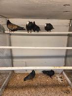 Catalaanse tuimelaars, Meerdere dieren, Overige soorten