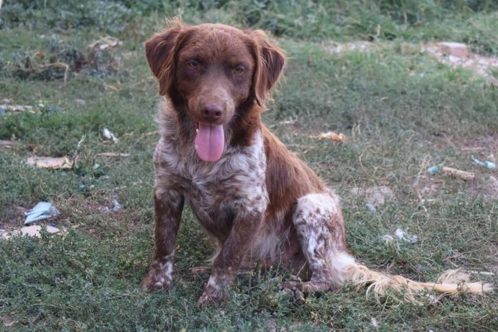 Albert – vrolijke lieve knul die eindelijk wil thuiskomen, Dieren en Toebehoren, Honden | Niet-rashonden, Middel, Reu, Particulier