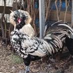 Haan kuifhoen.2024, Dieren en Toebehoren, Pluimvee