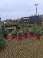 Kerstbomen noordergraafsingel harbrinkhoek