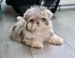 Schattige shih tzu pups, Dieren en Toebehoren, Overige rassen, 8 tot 15 weken, Meerdere, Meerdere dieren