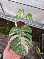Monstera Deliciosa Albo Variegata kamerplant #16, Huis en Inrichting, Kamerplanten, Ophalen of Verzenden, Halfschaduw, Minder dan 100 cm