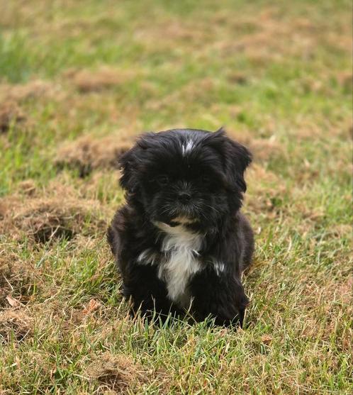 Mooie shih-tzu pup mag weg!., Dieren en Toebehoren, Honden | Chihuahua's en Gezelschapshonden, Meerdere dieren, Overige rassen