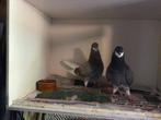 Te koop Amsterdamse baardtuimelaars, Dieren en Toebehoren, Vogels | Duiven, Meerdere dieren, Tuimelaar of Roller
