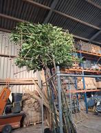 Prunus laurocerasus leibomen | groenblijvende bomen, Ophalen of Verzenden, Volle zon