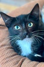 Twee prachtige kittens, Kater