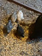 Cochin kuikens verschillende kleuren prijs zie tekst, Geslacht onbekend, Kip