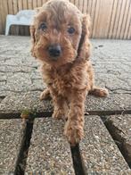 Wij zoeken nog een leuke baas, Dieren en Toebehoren, Reu, CDV (hondenziekte), 8 tot 15 weken, Meerdere