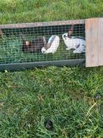 Te koop: Lotharinger Konijnen, Dieren en Toebehoren, Meerdere dieren, Groot