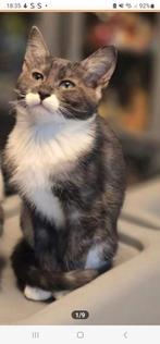 Maine coon xxl x bengaal het laatste poesje beschikbaar, Dieren en Toebehoren, Poes, Gechipt