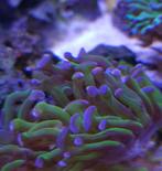 Hamerkoraal stekken, Dieren en Toebehoren, Vissen | Aquariumvissen, Overige typen, Zoutwatervis