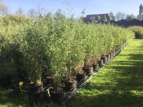 Fargesia nitida Winter Joy ( niet woekerende bamboe ), Tuin en Terras, Planten | Struiken en Hagen, Struik, Bamboe, 250 cm of meer
