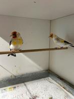 Twee majoor putter mannen te koop!, Dieren en Toebehoren, Vogels | Overige Vogels, Mannelijk, Wildzangvogel, Geringd