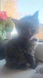 Nog 2 meisjes Super lieve en mooie maine coon kittens, Dieren en Toebehoren, Meerdere dieren