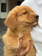 Nova scotia duck tolling retriever, Nederland, 8 tot 15 weken, CDV (hondenziekte), Meerdere