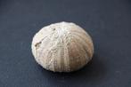 Fossiel zee-egel wereld, Verzamelen, Mineralen en Fossielen, Ophalen of Verzenden, Fossiel