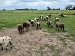 Luxe bonte dekrammen, Dieren en Toebehoren, Mannelijk, Schaap, 0 tot 2 jaar