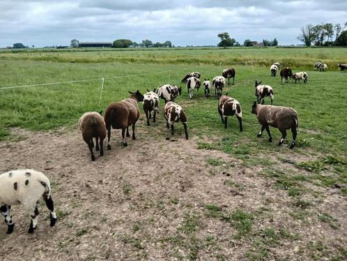 Luxe bonte dekrammen, Dieren en Toebehoren, Schapen, Geiten en Varkens, Schaap, Mannelijk, 0 tot 2 jaar
