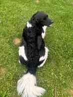 Friese stabij pups, Rabiës (hondsdolheid), 8 tot 15 weken, Meerdere, Meerdere dieren