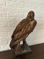 Bijzondere buizerd, Ophalen, Zo goed als nieuw, Beeldje of Figuurtje