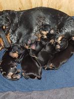 Teckel pups, Dieren en Toebehoren, Rabiës (hondsdolheid), 8 tot 15 weken, Korthaar, Dwerg