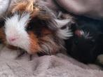 Cavia' te koop, Cavia