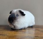 Volwasse californian beer., Dieren en Toebehoren, Knaagdieren, Cavia, Mannelijk, Juli, Tam