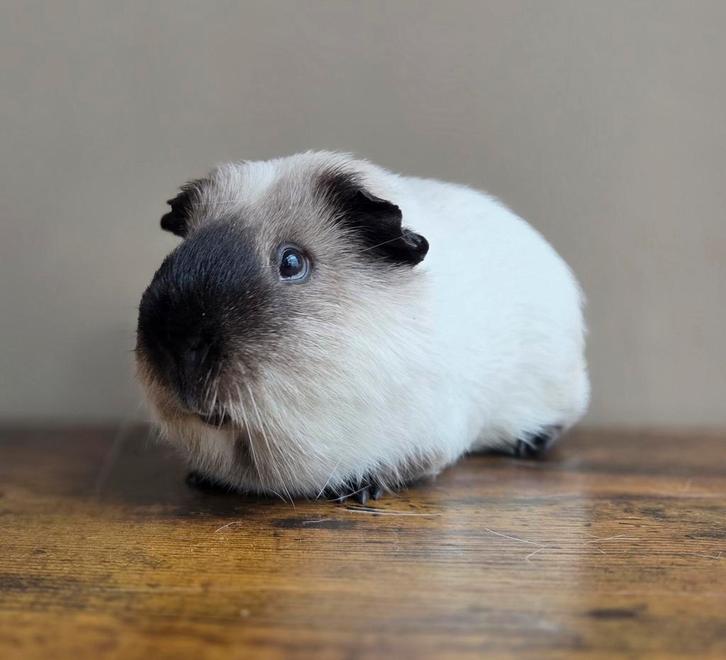 Volwasse californian beer., Dieren en Toebehoren, Knaagdieren, Mannelijk, Cavia, Juli, Tam