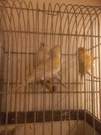 Agaat mozaïek gele ,agaat isabel 50€, Dieren en Toebehoren, Vogels | Kanaries