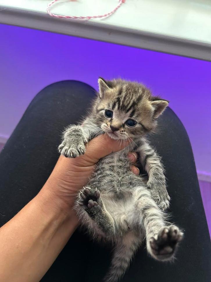 Britse korthaar kittens, Dieren en Toebehoren, Katten en Kittens | Raskatten | Korthaar