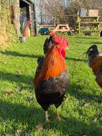 Welsumer haan 2x gratis, Dieren en Toebehoren, Mannelijk, Kip