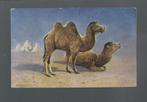 2812 Oude kunstkaart dieren kamelen kameel, Verzamelen, Ansichtkaarten | Dieren, Overige soorten, Ongelopen, Verzenden