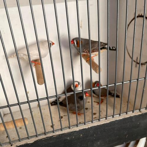 3 Koppels zebravinken witte, zwartwang, roodwang etc., Dieren en Toebehoren, Vogels | Overige Vogels, Tropenvogel, Meerdere dieren