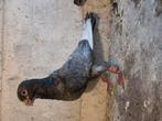 Wamduiven, Dieren en Toebehoren, Vogels | Duiven, Meerdere dieren