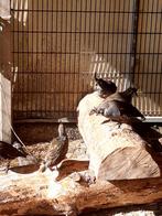 Bergkuifkwartel, Dieren en Toebehoren, Vogels | Overige Vogels, Meerdere dieren, Geringd