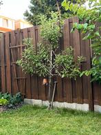Jonge kersenboom, Leiboom, 100 tot 250 cm, Zomer, Ophalen