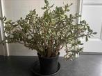 Geldboom Vetplant mooi voor in Kamer, Serre, Terras, Minder dan 100 cm, Ophalen of Verzenden, Halfschaduw