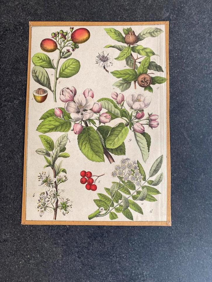 15 prenten  planten/ bloemen 19x27 per stuk 5 euro, Antiek en Kunst, Antiek | Schoolplaten, Natuur en Biologie, Ophalen of Verzenden
