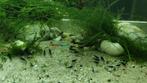 Garnalen, blauw, 11 stuks voor 20 euro, Dieren en Toebehoren, Vissen | Aquariumvissen, Kreeft, Krab of Garnaal