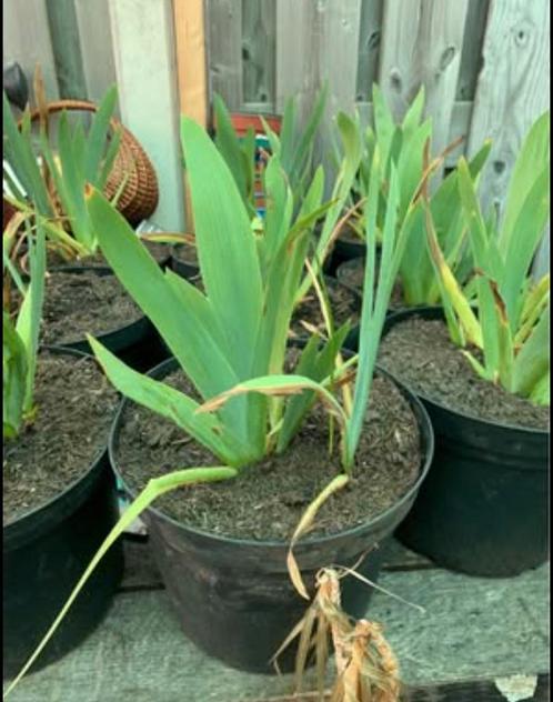 Te koop witte irissen, Tuin en Terras, Planten | Tuinplanten, Ophalen