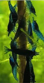 Voor de garnalen liefhebbers te koop voedingsticks, Dieren en Toebehoren, Ophalen of Verzenden