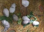 Konijn, Dieren en Toebehoren, Konijnen, Meerdere dieren, Klein, 0 tot 2 jaar