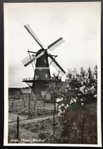 Molen Windlust Hoek Zeeuws Vlaanderen, 1940 tot 1960, Zeeland, Ongelopen, Ophalen of Verzenden