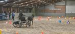 Leuke verzorgpony aangeboden voor 2 dagen in de week, Dieren en Toebehoren, Stalling en Weidegang