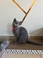 Britse korthaar, Dieren en Toebehoren, Poes, Gechipt, 0 tot 2 jaar