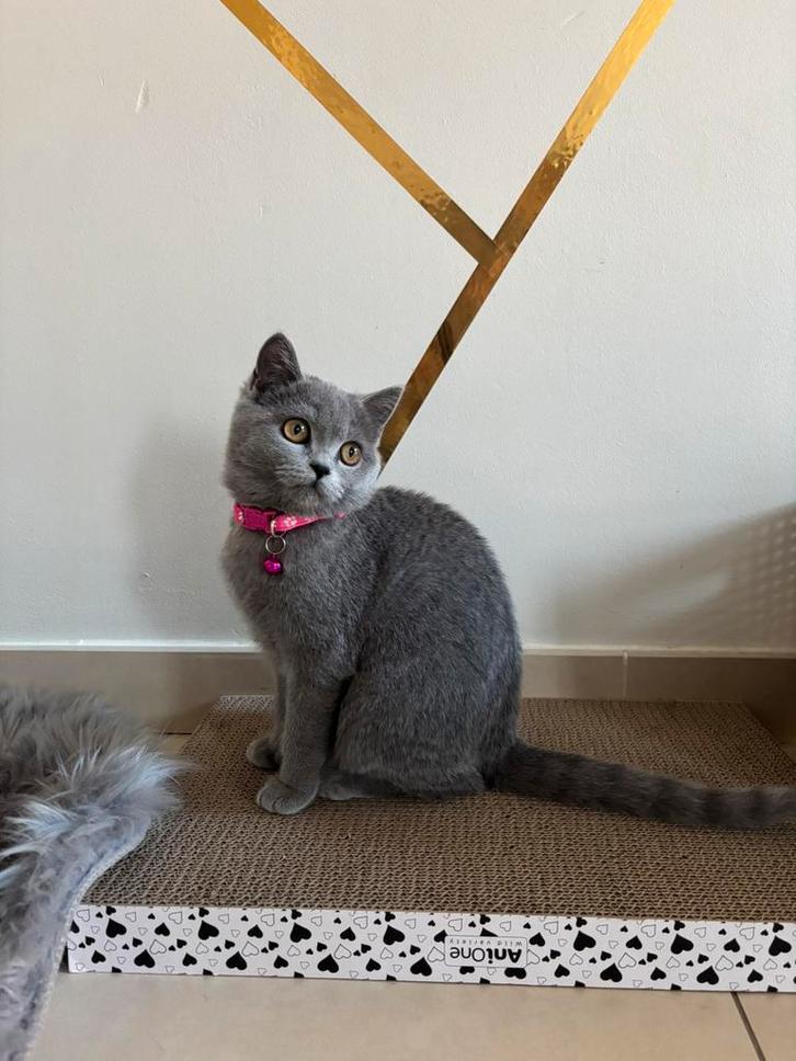 Britse korthaar, Dieren en Toebehoren, Katten en Kittens | Raskatten | Korthaar, Poes, 0 tot 2 jaar, Met stamboom, Gechipt, Ontwormd