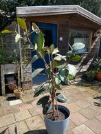 Ficus plant 130cm hoog inclusief pot, Overige soorten, Bloeit niet, Ophalen, 100 tot 250 cm