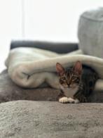 Bengaal kitten, Dieren en Toebehoren, Katten en Kittens | Overige Katten, Poes