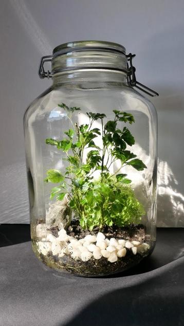 Terrarium planten, weckpot, ecosysteem. beschikbaar voor biedingen